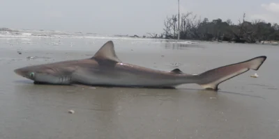squalo naso aguzzo atlantico si trova sulla Hunting Island Beach nella Carolina del Sud