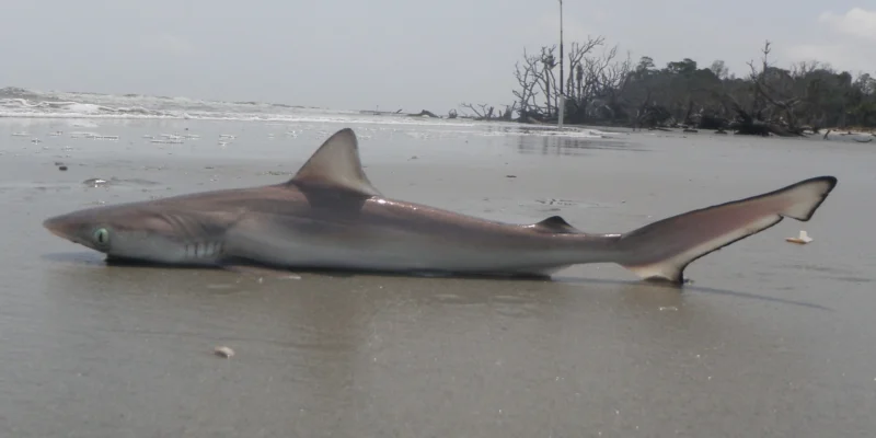 squalo naso aguzzo atlantico si trova sulla Hunting Island Beach nella Carolina del Sud