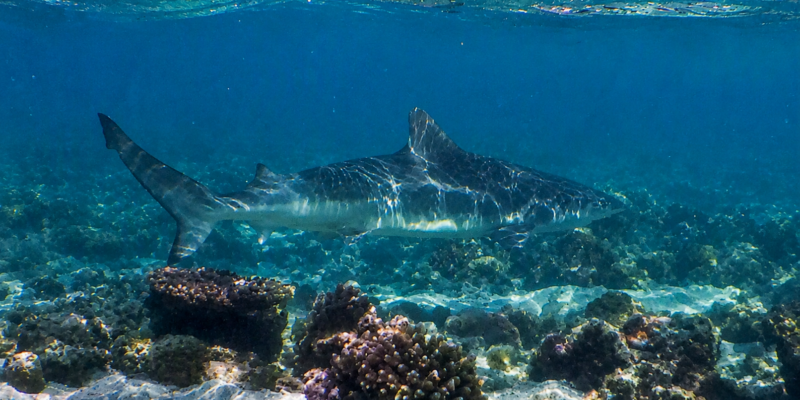 Squalo nervoso (Carcharhinus cautus)