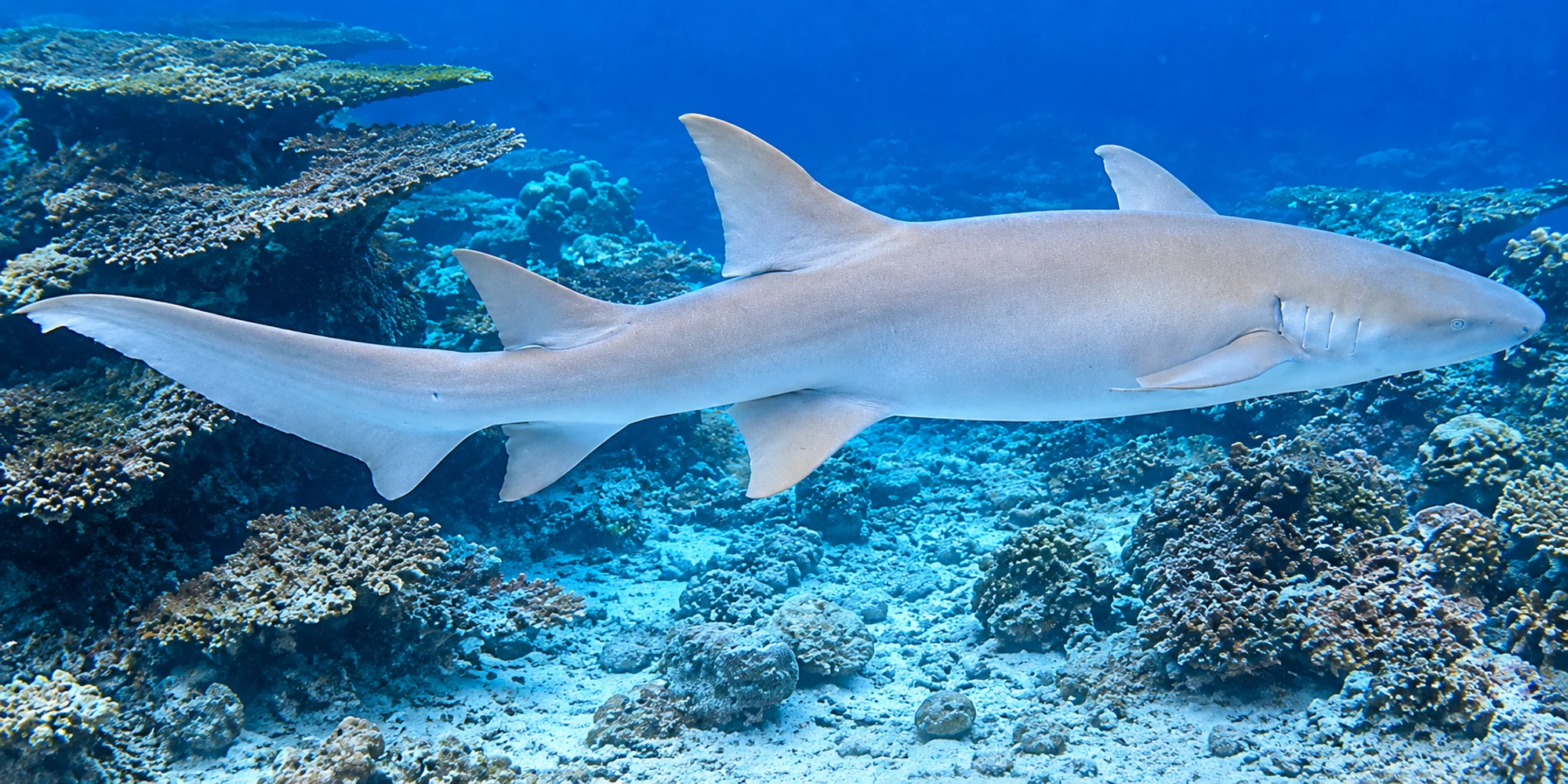 Squalo nutrice fulvo Nebrius ferrugineus