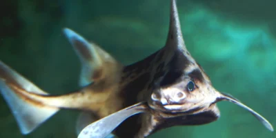 Squalo porco dei Caraibi Oxynotus caribbaeus