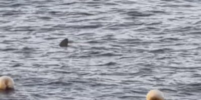 Pinna dorsale di uno squalo in superficie davanti a Radazul