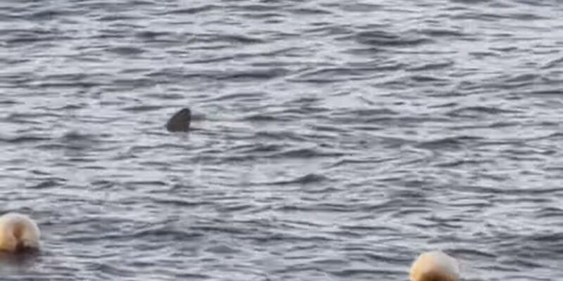 Pinna dorsale di uno squalo in superficie davanti a Radazul