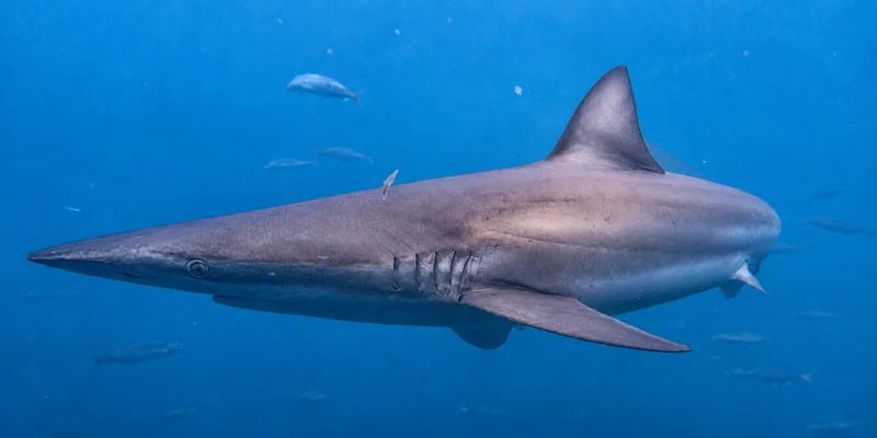 Squalo ramato Carcharhinus brachyurus che nuota in acqua blu
