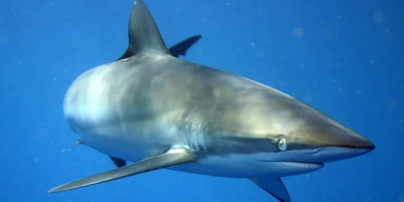 Squalo sericeo Carcharhinus falciformis al largo di Cuba