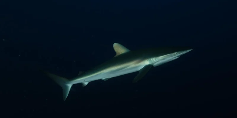 Squalo sericeo Carcharhinus falciformis su sfondo nero