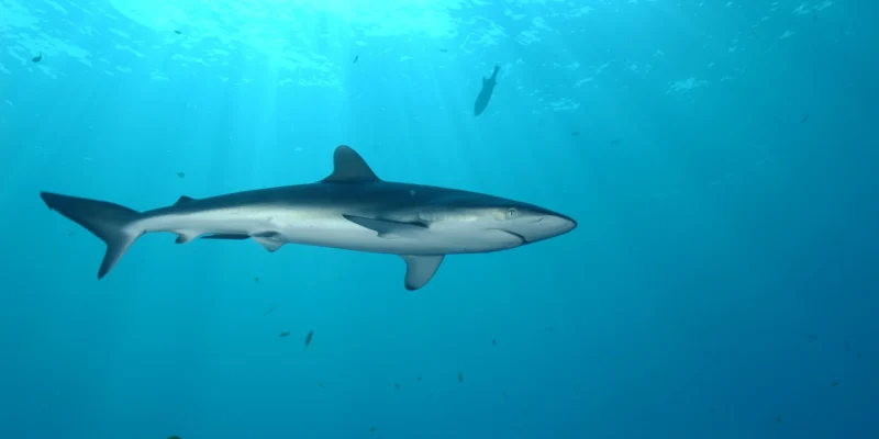 Squalo sericeo sotto un dispositivo di aggregazione dei pesci alla deriva al largo delle Seychelles