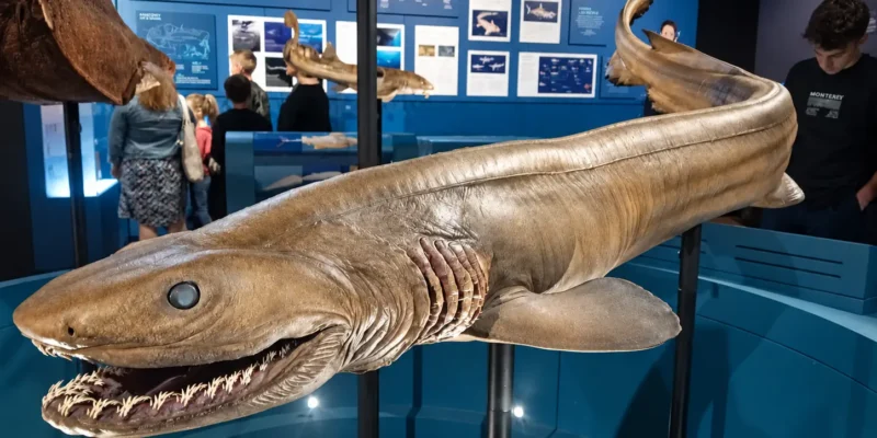 Squalo serpente esposto all’Australian Museum con la bocca aperta e le fessure branchiali visibili