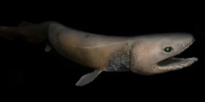 Squalo serpente Chlamydoselachus anguineus