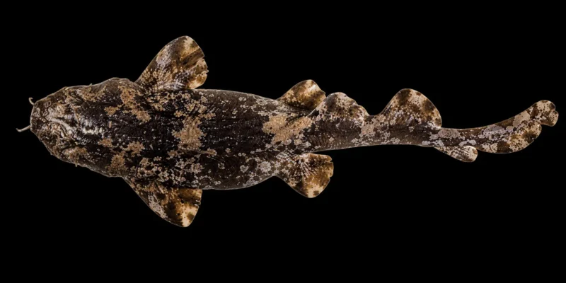 Squalo tappeto ciabattino Sutorectus tentaculatus