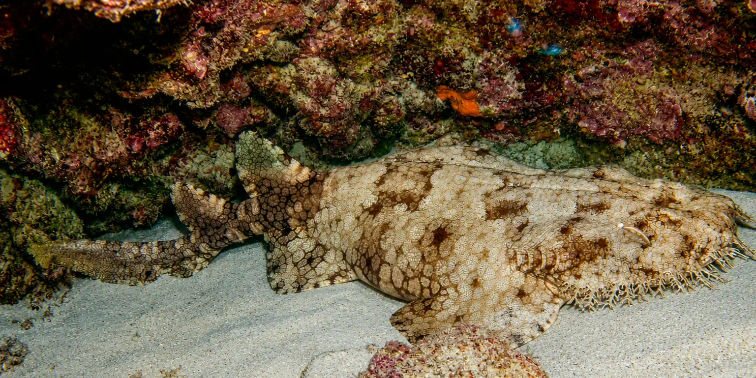 Squalo tappeto frangiato Eucrossorhinus dasypogon sulla sabbia sotto una roccia