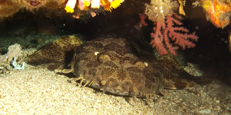 Squalo tappeto indonesiano Orectolobus leptolineatus sotto una sporgenza rocciosa
