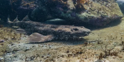 Squalo tappeto maculato Orectolobus maculatus