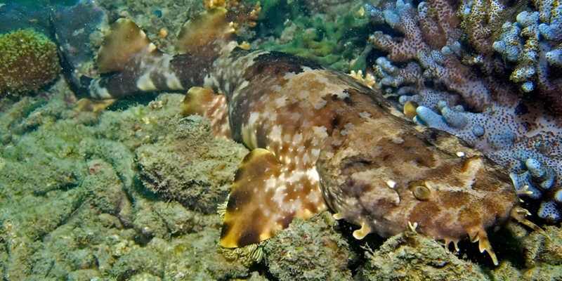 Squalo tappeto ornato Orectolobus ornatus appoggiato sulla Grande Barriera Corallina