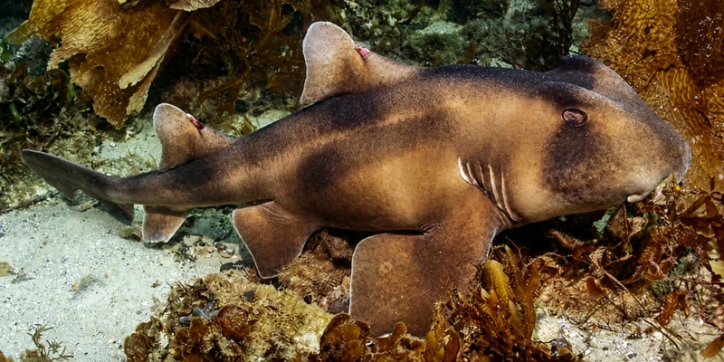 Squalo testa di toro crestato (Heterodontus galeatus) adagiato su un fondale sabbioso