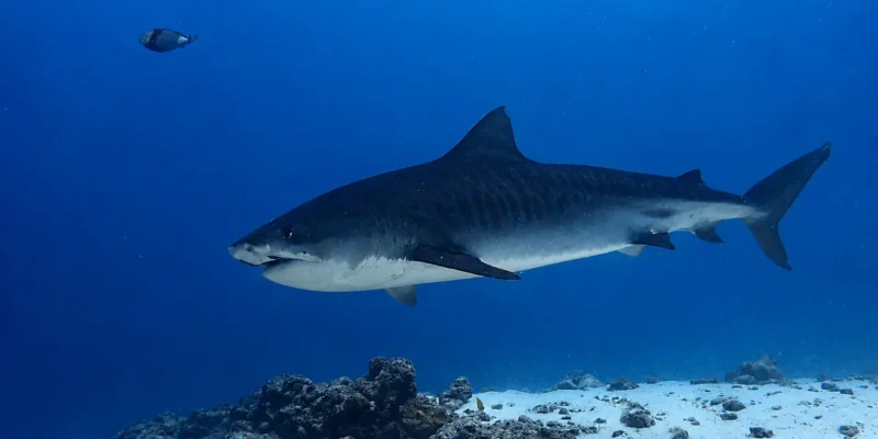 Squalo tigre Galeocerdo cuvier che nuota sopra la sabbia