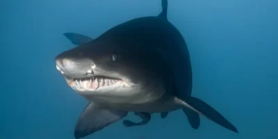 Squalo toro Carcharias taurus visto di fronte