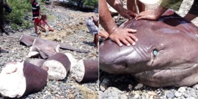 Squalo smembrato su una spiaggia cubana accanto a un primo piano della testa