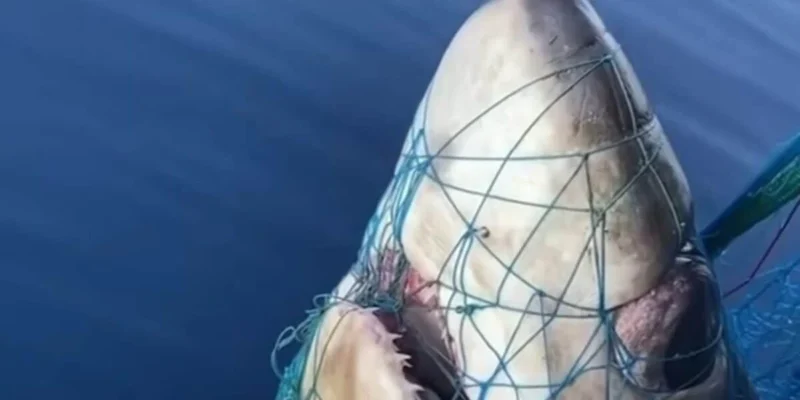 Testa di uno squalo volpe occhione (Alopias superciliosus) in una rete da pesca