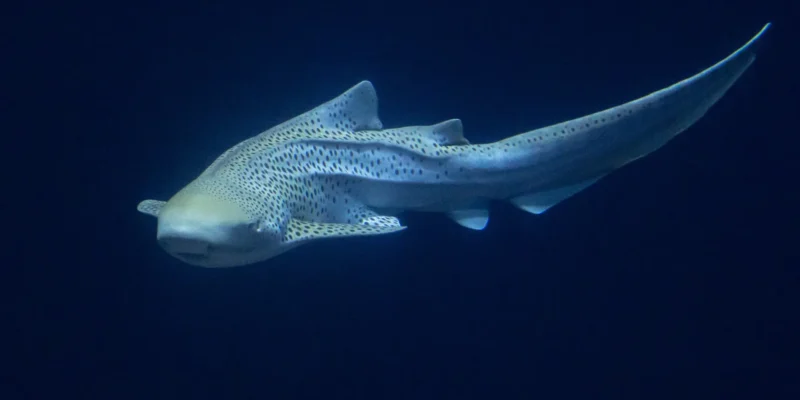 Squalo zebra Stegostoma tigrinum
