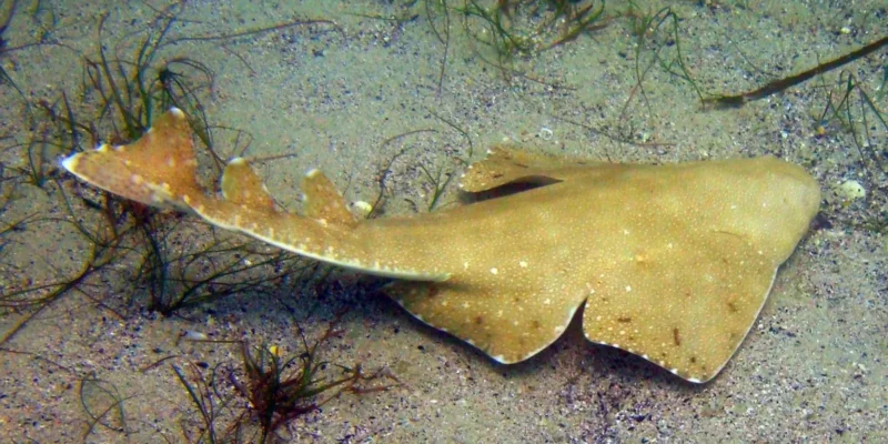 Squatina australiana Squatina australis che nuota sul fondale