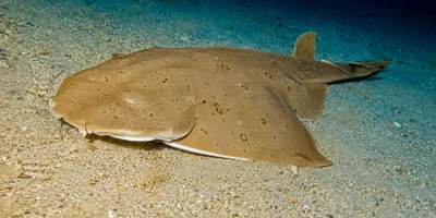 Squatina del Pacifico Squatina californica