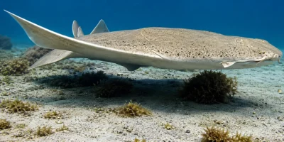 Squatina spinosa Squatina aculeata che nuota sopra la sabbia