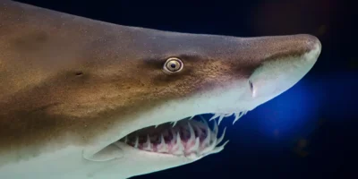 Testa di Carcharias taurus in primo piano