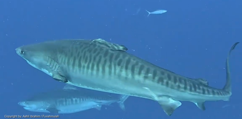 Fin, una femmina di squalo tigre con pinne mancanti, al largo di Fuvahmulah alle Maldive