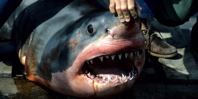 Squalo bianco morto carcharodon carcharias con bocca aperta