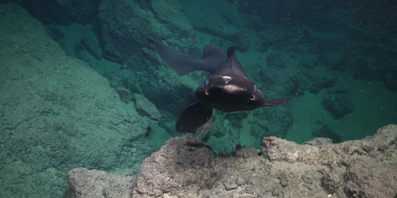 Pseudotriakis microdon che nuota sopra un fondale roccioso al largo di Trinidad e Tobago
