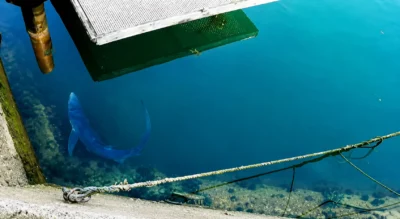 Verdesca che nuota nel porto di Weymouth, Dorset