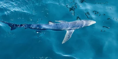 Verdesca Prionace glauca vicino alla superficie