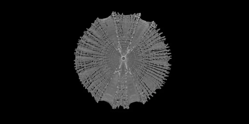 Micro-CT di una singola vertebra di squalo volpe comune