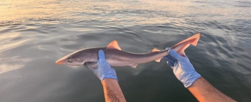 Una giovane canesca tenuta sopra l’acqua da mani con guanti blu